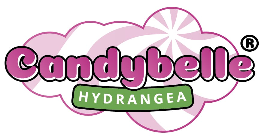 Candybelle®