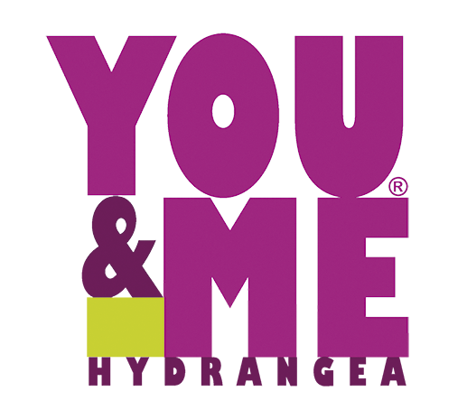 You&Me® Hydrangea